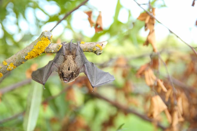 are-brown-bats-able-to-hibernate (3)