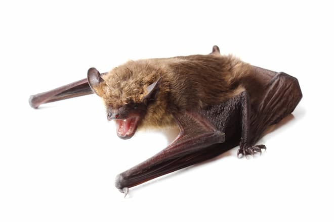 can-bat-droppings-make-you-sick