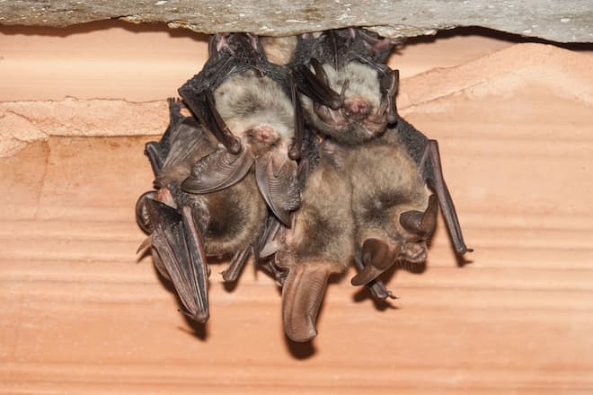 how-to-get-rid-of-bats-in-attic-in-winter