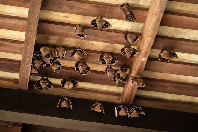 how-to-get-rid-of-bats-in-your-attic