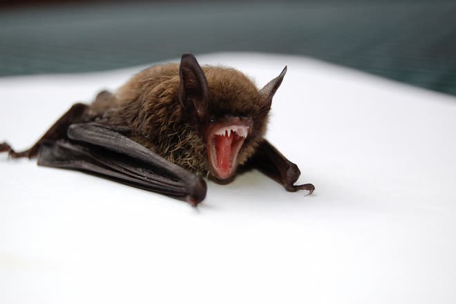 little-brown-bat-diseases